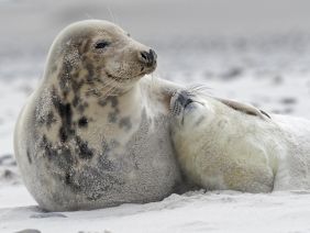 Auf Helgoland können Besucher Babyrobben beobachten. 